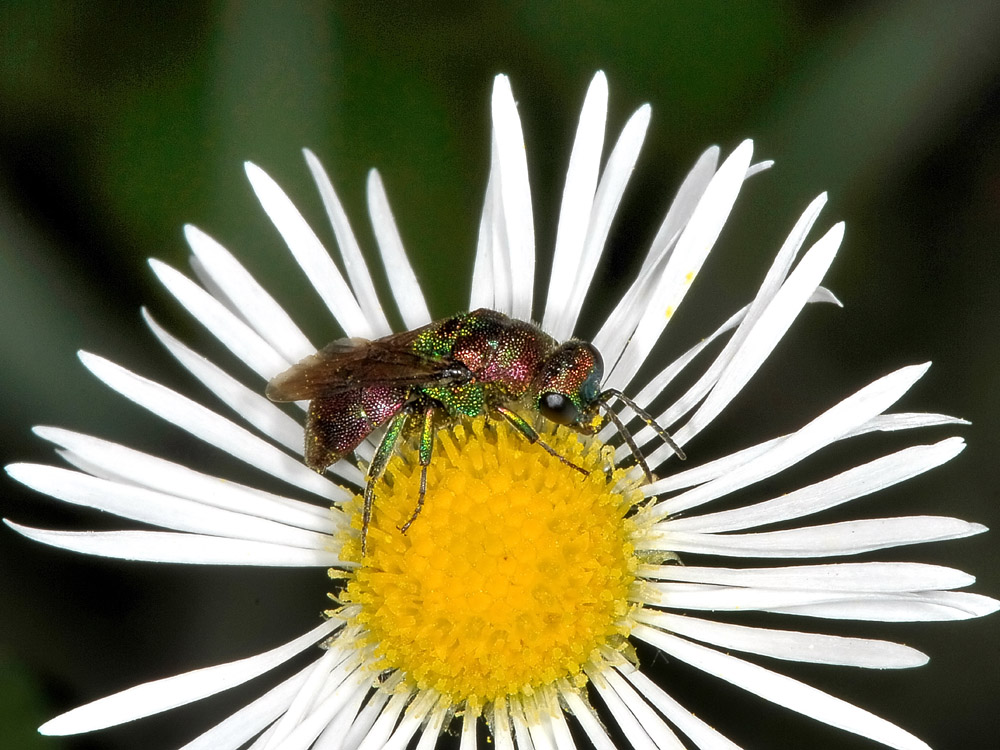 Chrysididae strana: Hedychrum rutilans